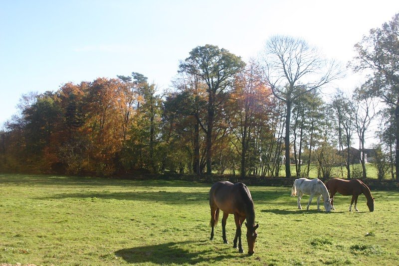 Écurie de la Cance - photo 3