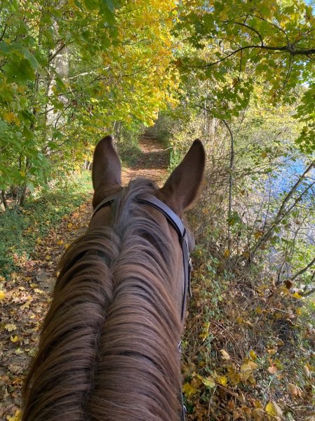 Écuries du petit pin - photo 2