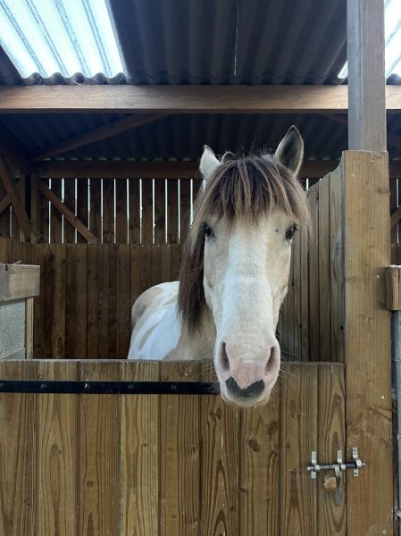 Centre equestre - Les ecuries de mandy (44540) - photo 1