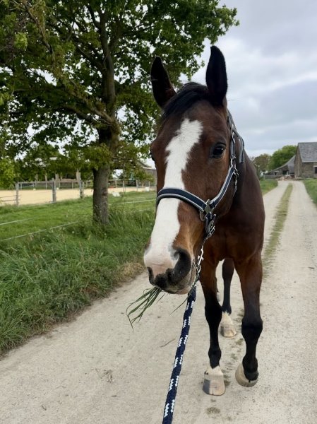 Centre equestre - Les ecuries de mandy (44540) - photo 2