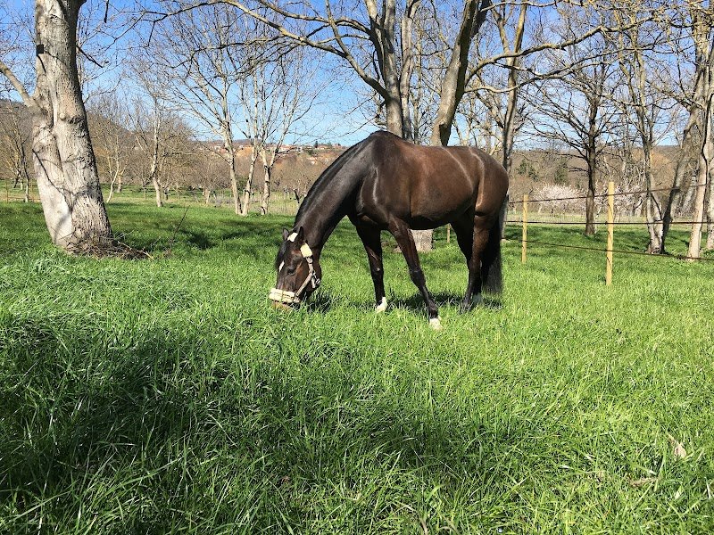 ECURIE DE LAUZ - photo 1