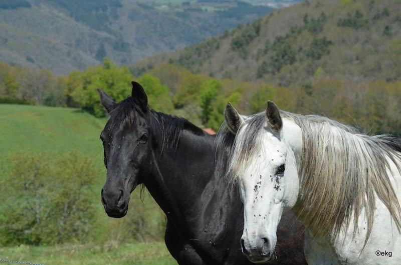 Domaine Equestre du Bois de l'Aile - photo 2