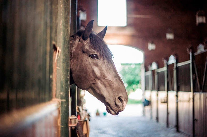 Ecurie de la Bâtisse - photo 3