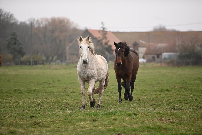 Haras des Chapelles - photo 2