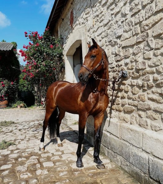 Ecurie de la Chapelle - photo 2