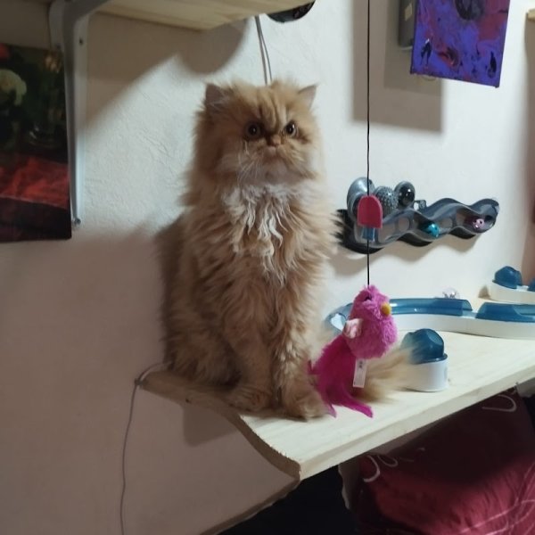 Pension féline Lise & Cat's - photo 1