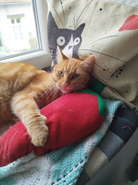 Pension féline Lise & Cat's - photo 2