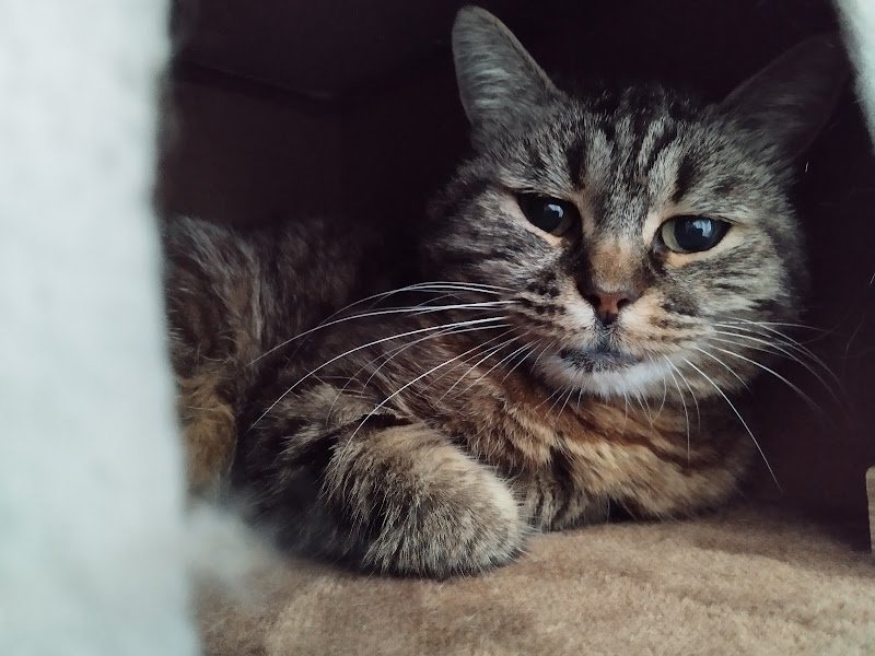 Pension féline Lise & Cat's - photo 3