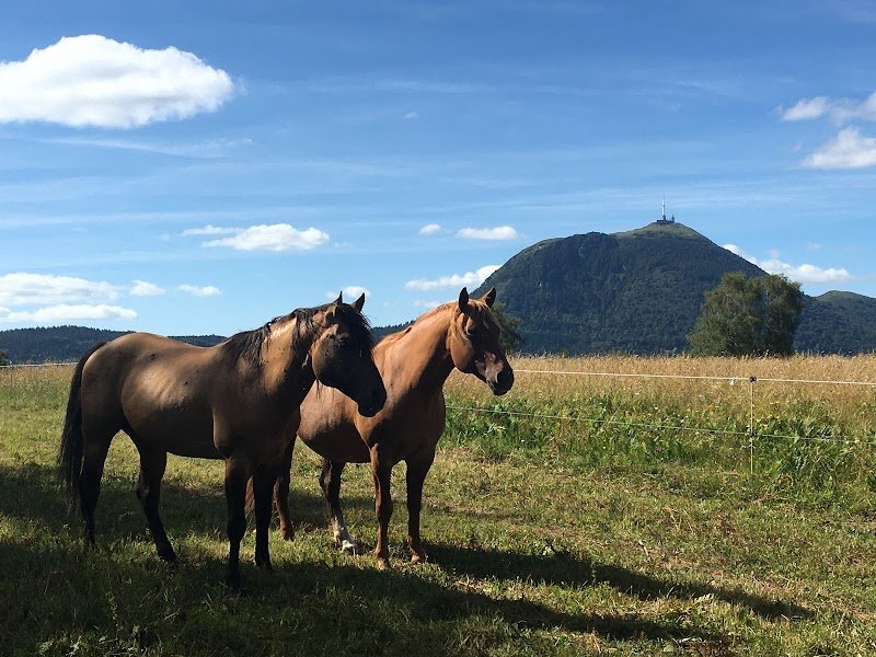 PEP Quarter Horses - photo 2