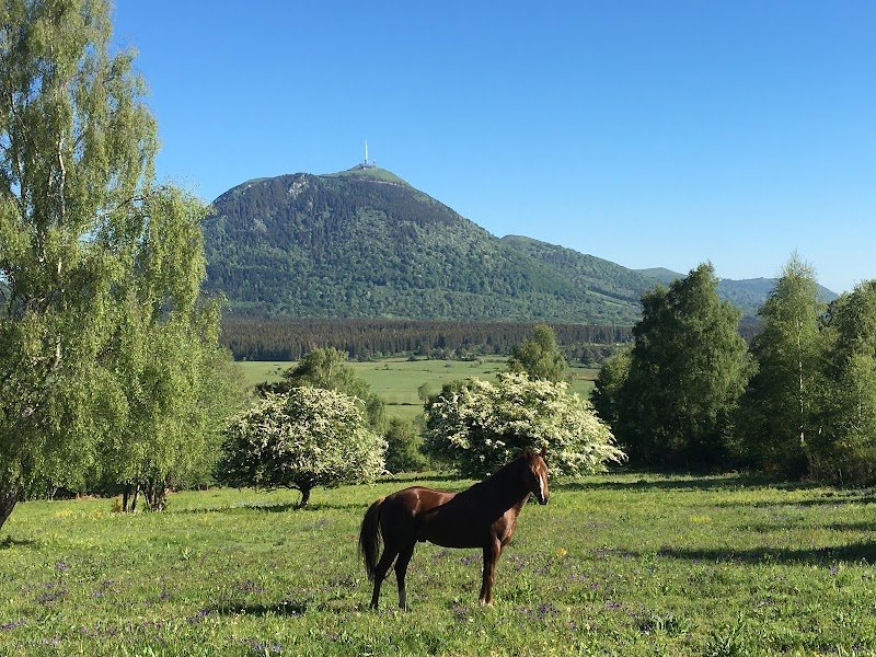 PEP Quarter Horses - photo 3