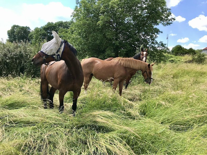 Ecurie de la Charme - photo 2