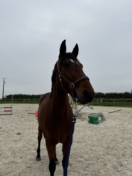 Ecuries de Gautray - photo 2