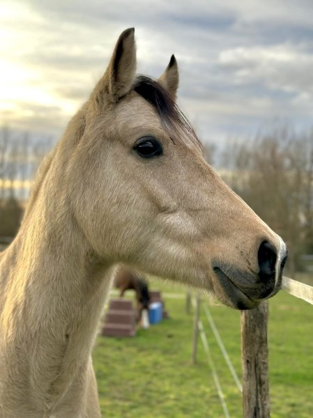 Ecuries de Gautray - photo 3