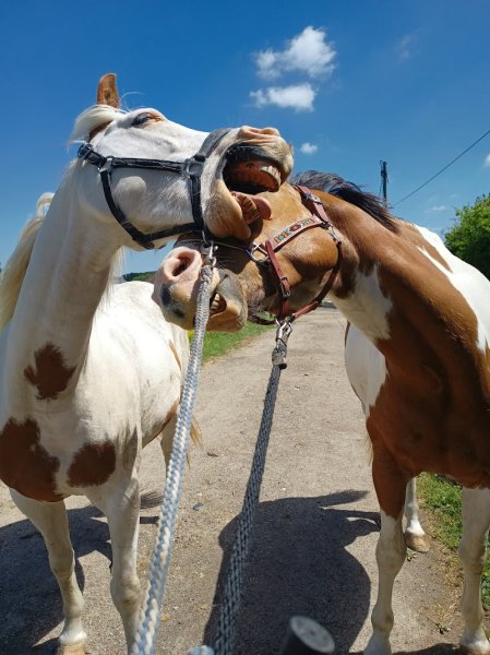 Les Éq’crins – Écurie active & pension chevaux - photo 1