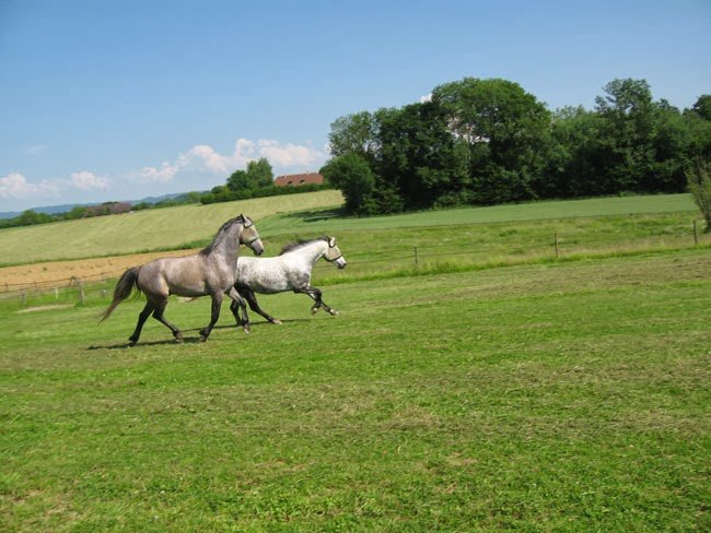 Les Ecuries du Colombier - photo 2