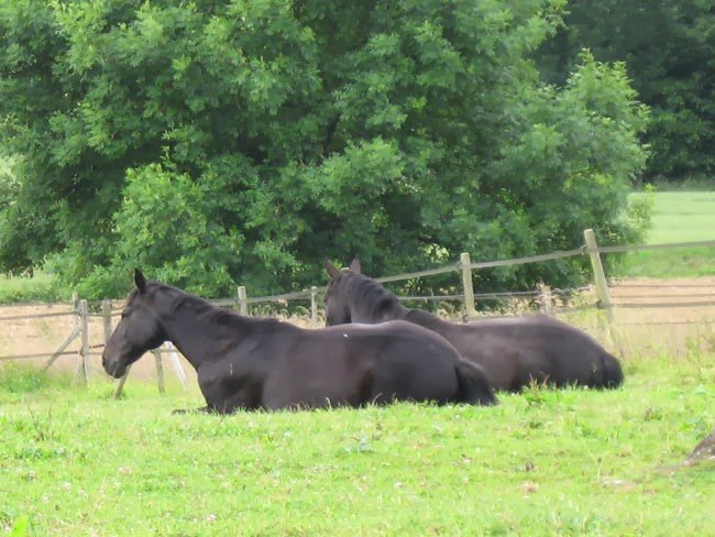 Les Ecuries du Colombier - photo 3