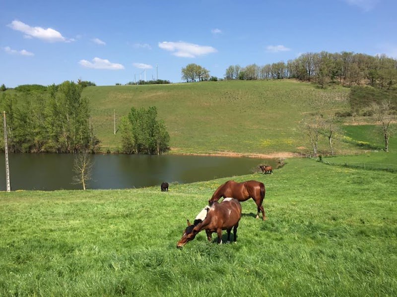 Écurie et Élevage de Ronel - photo 2