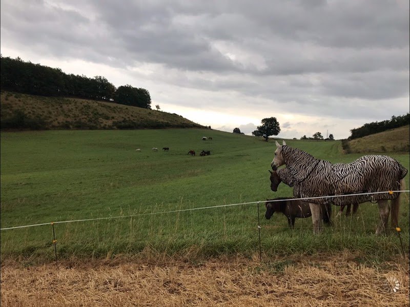 Écurie et Élevage de Ronel - photo 3