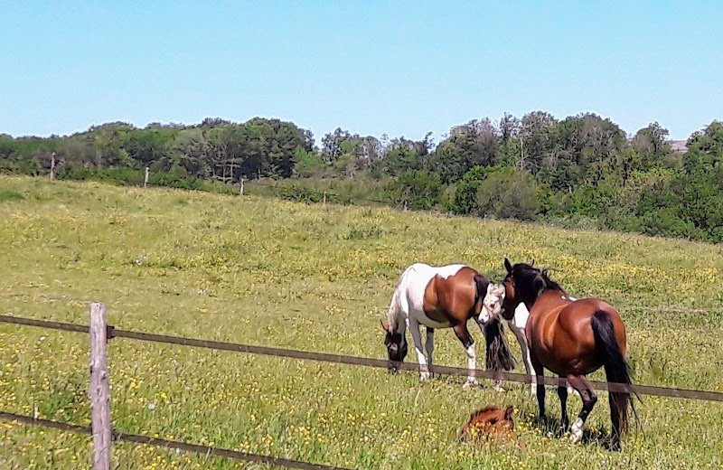Le Haras de l'Ardisiere