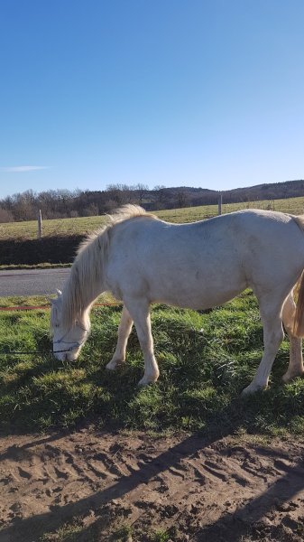 Le Haras de l'Ardisiere - photo 3