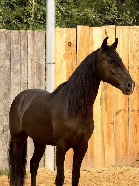 Écurie de la Sanade - photo 2