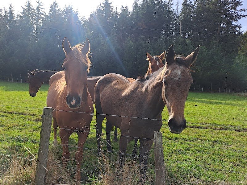 Écuries Saint Titi - photo 3
