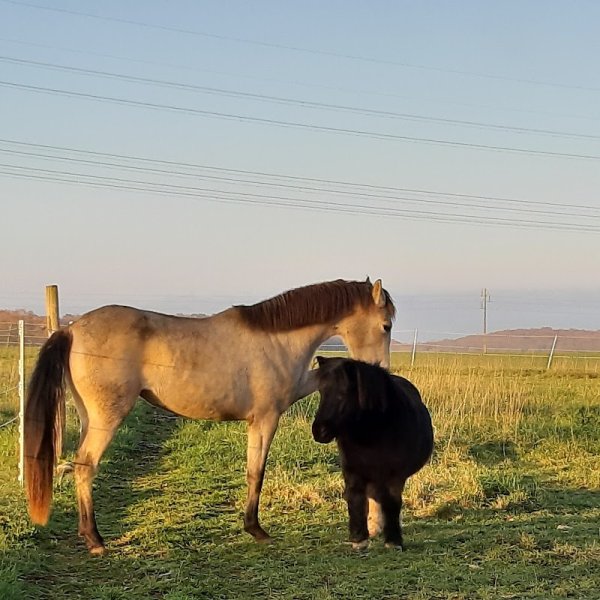 Centre Équestre-Écuries Les Bréjoires - photo 3