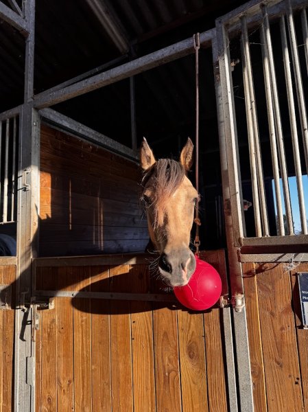 Ecurie de maupertuis