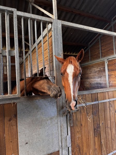 Ecurie de maupertuis - photo 2