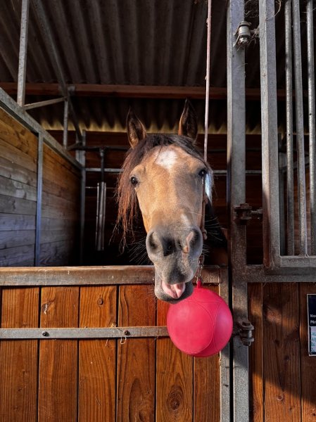 Ecurie de maupertuis - photo 3