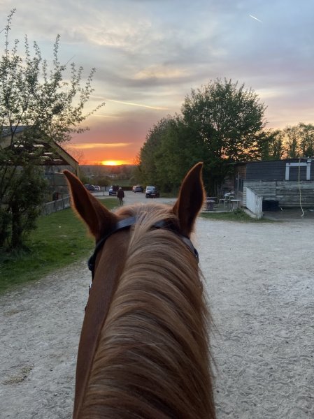 Les Ecuries Du Bois Joli