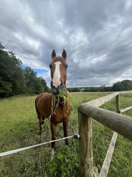 Les Ecuries Du Bois Joli - photo 2