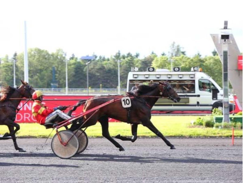 HAON DAVID & ECURIE H.D TROT - photo 1