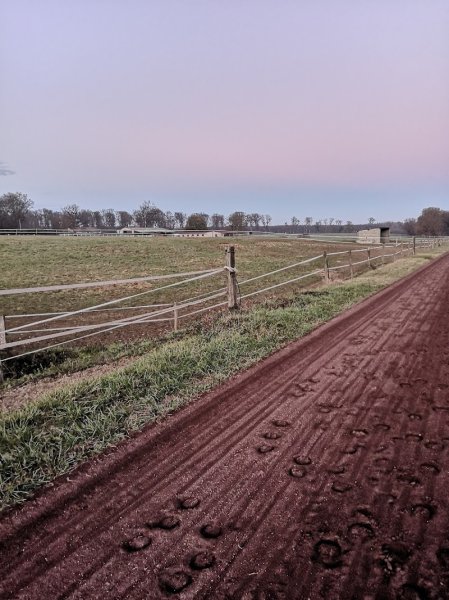 HAON DAVID & ECURIE H.D TROT - photo 2