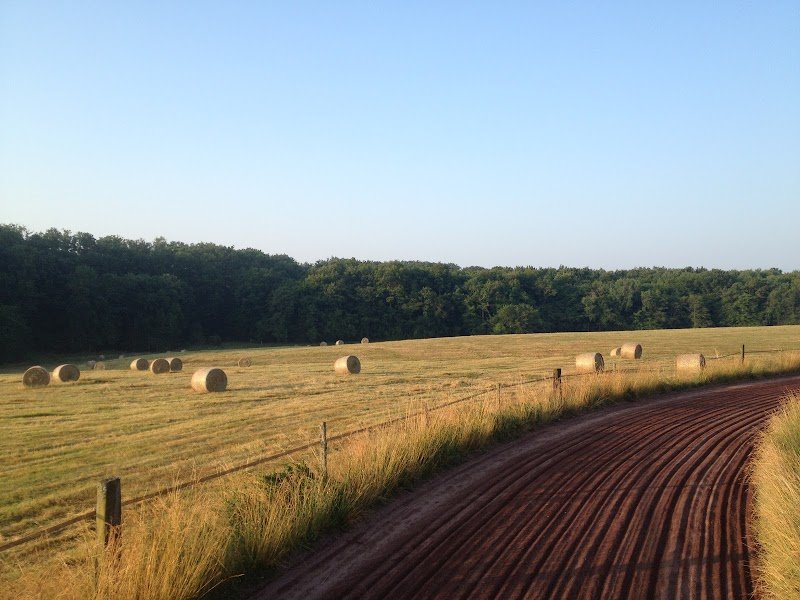 HAON DAVID & ECURIE H.D TROT - photo 3