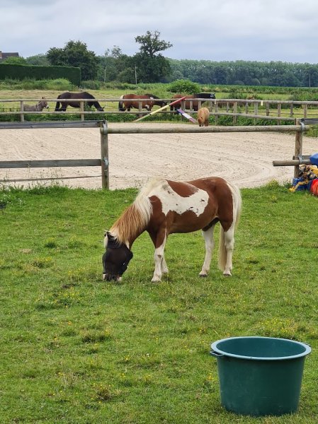 écurie des étangs - photo 3