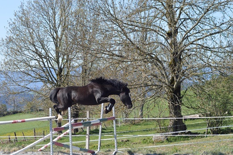 HARAS DES ALLEES - photo 2