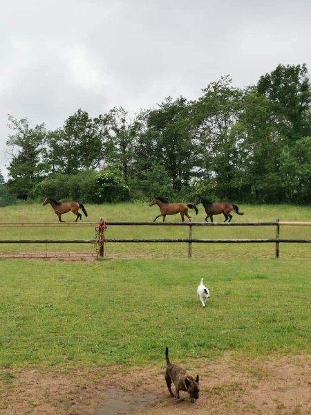 Ecurie Mermel - Lemagnen - photo 3