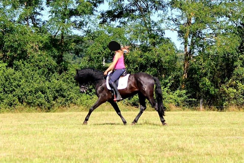 ECURIES FRED BEAUJEU - CHEVAUX SPORT CSO - photo 2