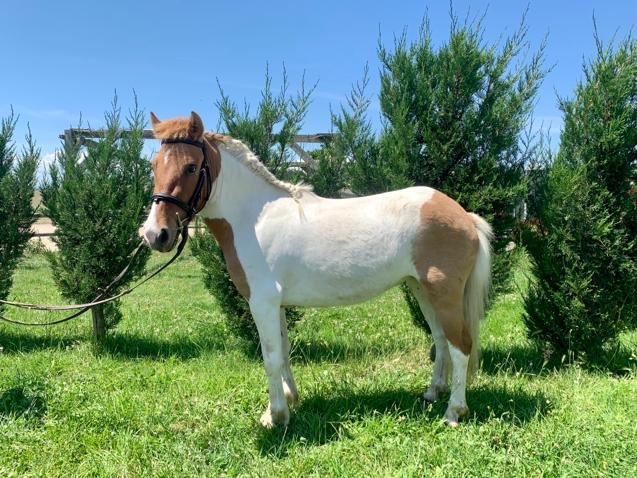 ECURIES FRED BEAUJEU - CHEVAUX SPORT CSO - photo 3