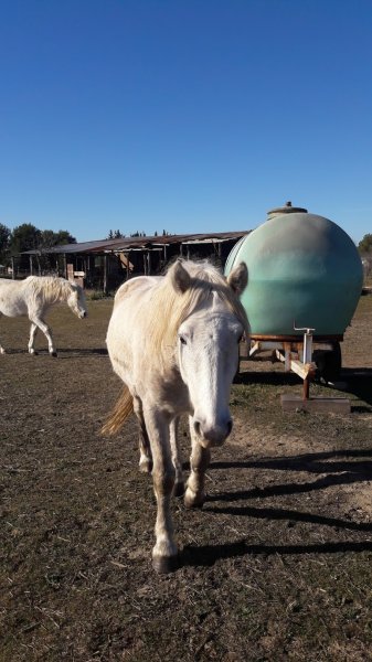 Écurie des Nadels - photo 2