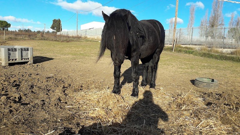 Écurie des Nadels - photo 3