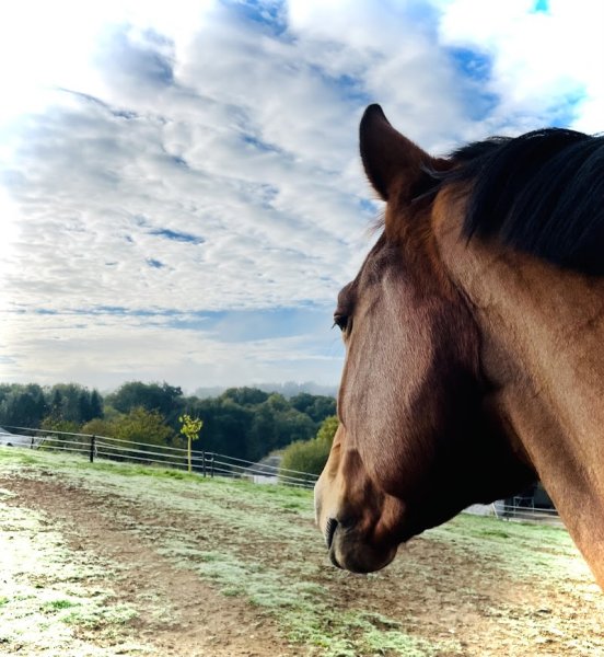 Écurie des Vergnes - photo 1