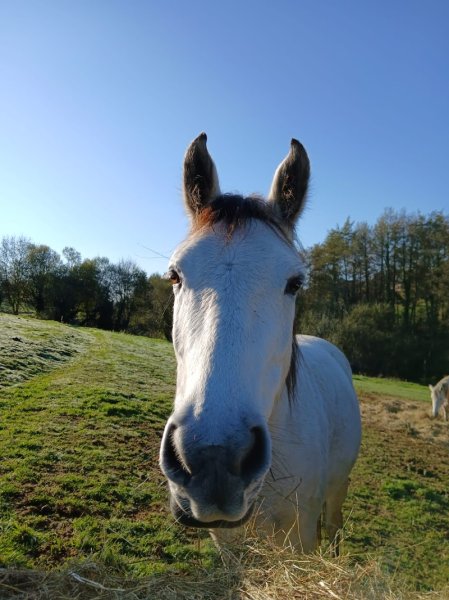 écurie du petit cézarin - photo 1