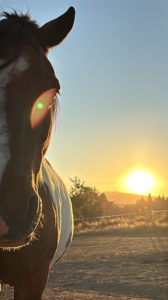 Ecurie De Preynoux - photo 1