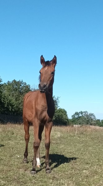 Écuries El kassou - photo 1
