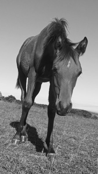 Écuries El kassou - photo 2
