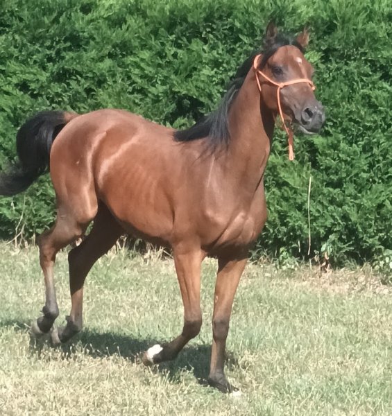 Écuries El kassou - photo 3
