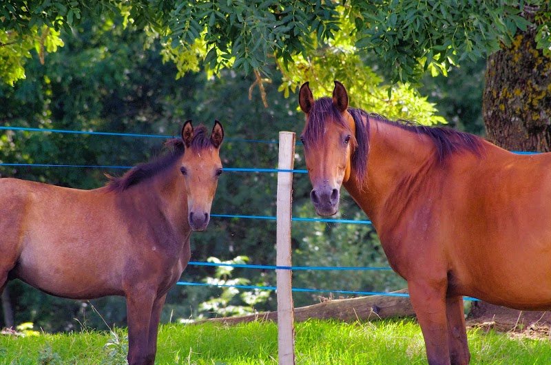 Écurie de Gulizar - photo 3