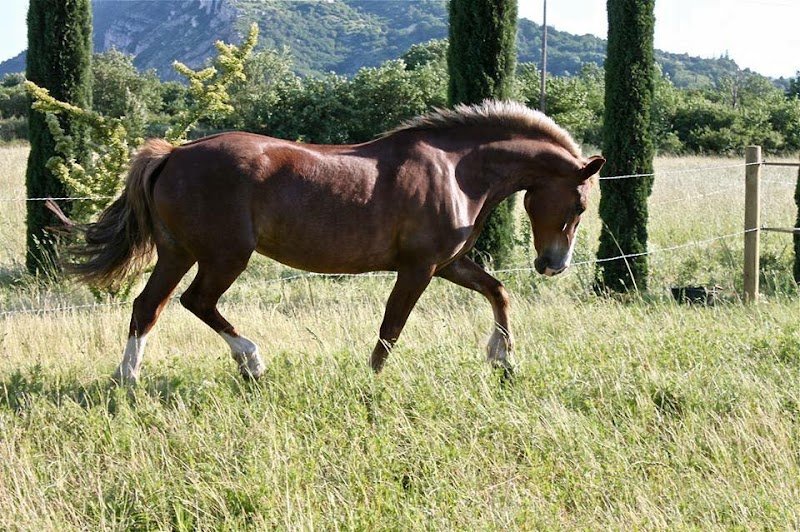 Centre Équestre LA SYRAH